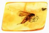 Detailed Fossil Caddisfly (Trichoptera) In Baltic Amber #357780-1